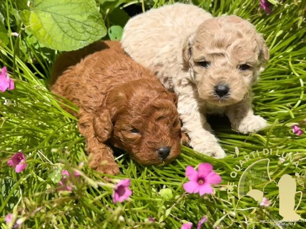 Cuccioli Barboncino Toy – Genitori Testati e Campioni