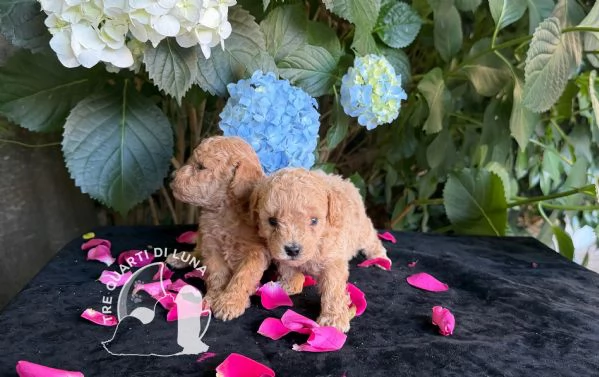 Cuccioli Barboncino Toy – Genitori Testati e Campioni | Foto 1