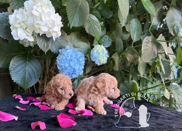 Cuccioli Barboncino Toy – Genitori Testati e Campioni | Foto 0