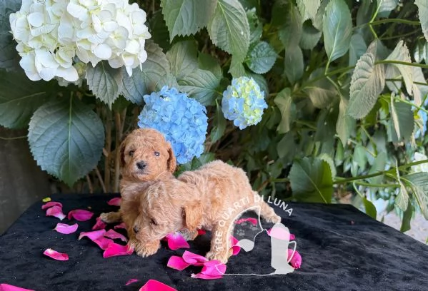 Cuccioli Barboncino Toy – Genitori Testati e Campioni