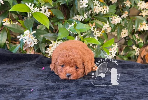 Cuccioli Barboncino Toy – Genitori Testati e Campioni