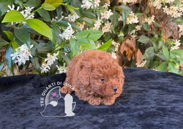 Cuccioli Barboncino Toy – Genitori Testati e Campioni | Foto 1