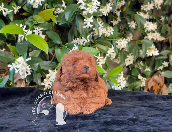 Cuccioli Barboncino Toy – Genitori Testati e Campioni | Foto 0