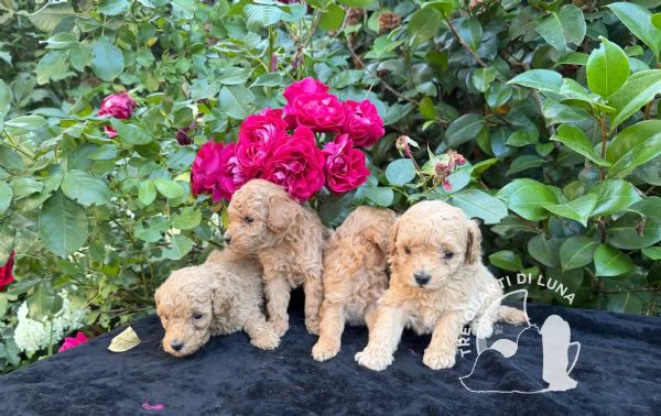 Barboncino Toy – TreQuartidiLuna | Foto 2