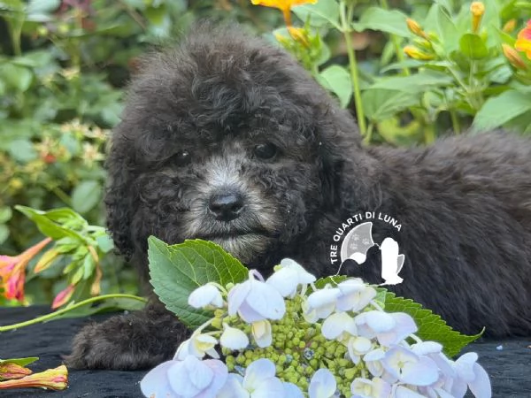 Cuccioli Barboncino Toy – Genitori Testati e Campioni | Foto 2