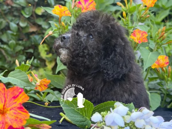 Cuccioli Barboncino Toy – Genitori Testati e Campioni | Foto 1