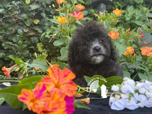 Cuccioli Barboncino Toy – Genitori Testati e Campioni | Foto 0