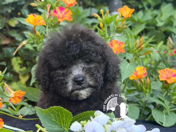 Cuccioli Barboncino Toy – Genitori Testati e Campioni