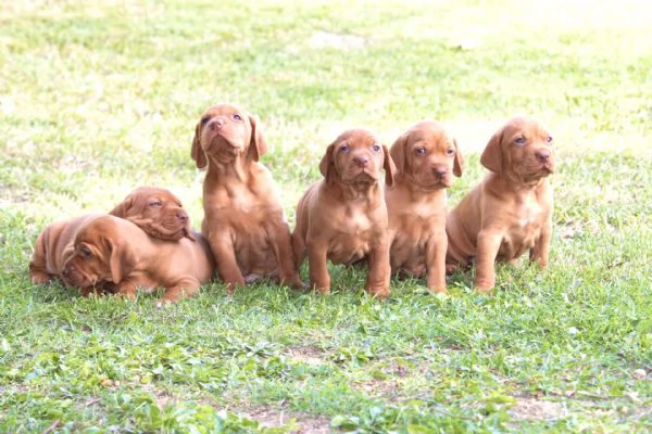cuccioli di bracco ungherese con pedigree