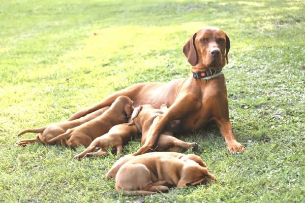 cuccioli di bracco ungherese con pedigree | Foto 2