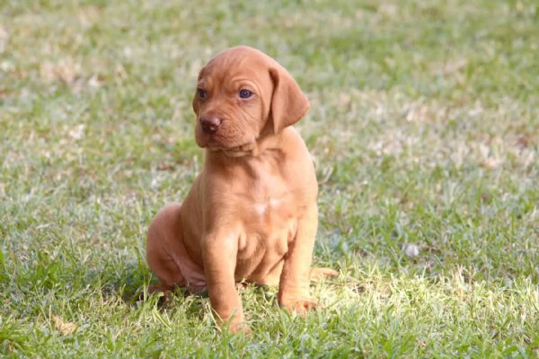 cuccioli di bracco ungherese con pedigree | Foto 1