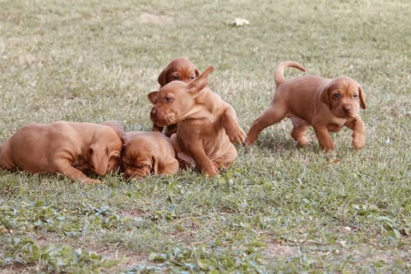 cuccioli di bracco ungherese con pedigree | Foto 5