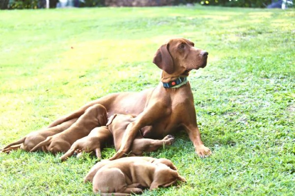 cuccioli di bracco ungherese con pedigree | Foto 3