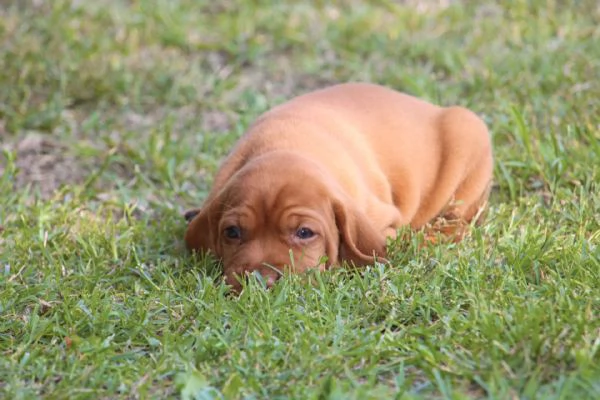 cuccioli di bracco ungherese con pedigree | Foto 2