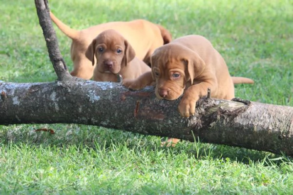 cuccioli di bracco ungherese con pedigree | Foto 1