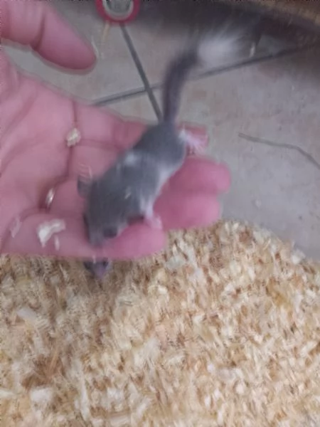 Minighiri baby  | Foto 0