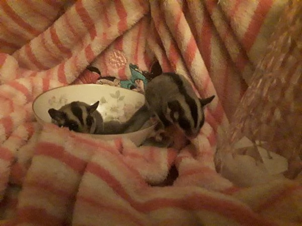 CUCCIOLI DI PETAURO ANCESTRALE