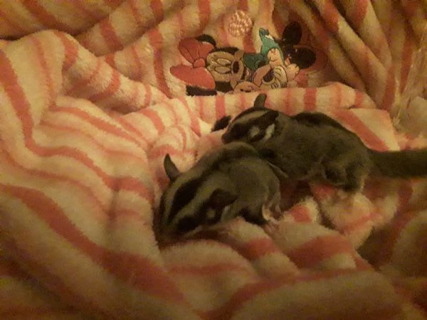 CUCCIOLI DI PETAURO ANCESTRALE | Foto 1