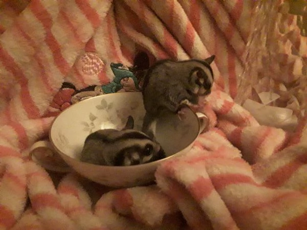 CUCCIOLI DI PETAURO ANCESTRALE | Foto 0