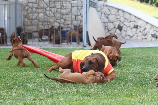 cuccioli di rhodesian ridgeback