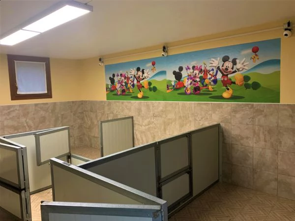 cuccioli di rhodesian ridgeback | Foto 6