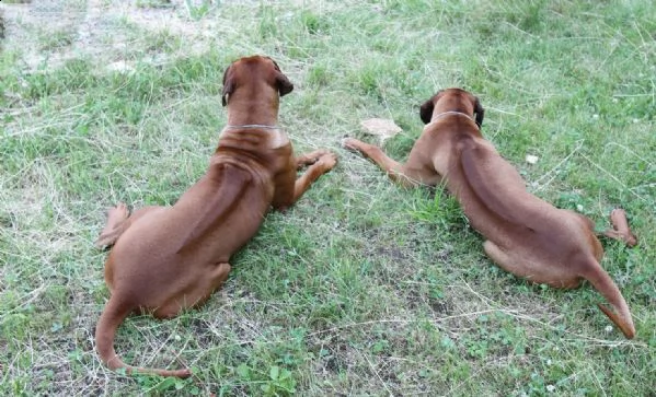cuccioli di rhodesian ridgeback | Foto 5