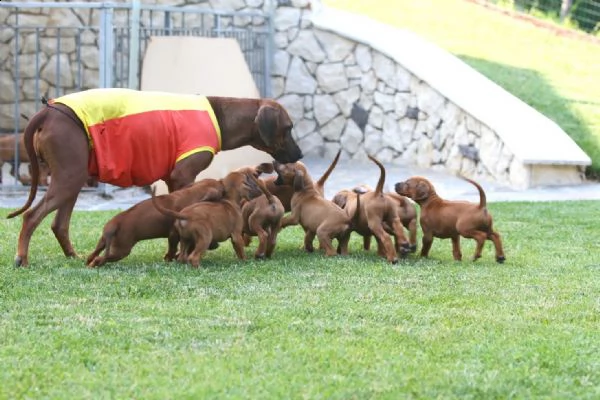 cuccioli di rhodesian ridgeback | Foto 4
