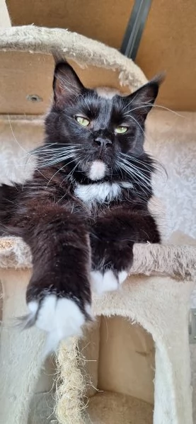 Cuccioli Maine Coon con Pedigree | Foto 4