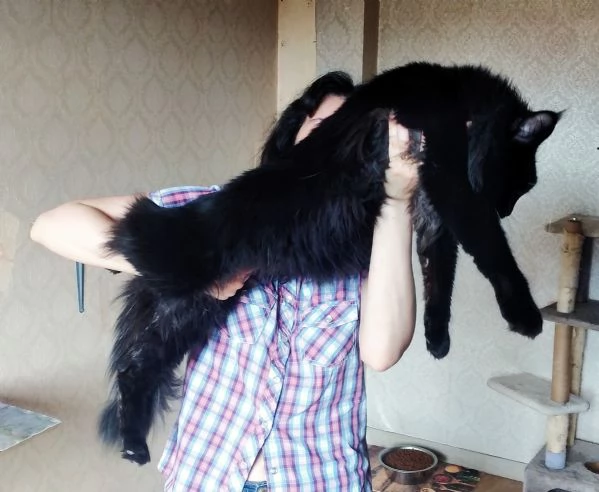 Cuccioli Maine Coon con Pedigree