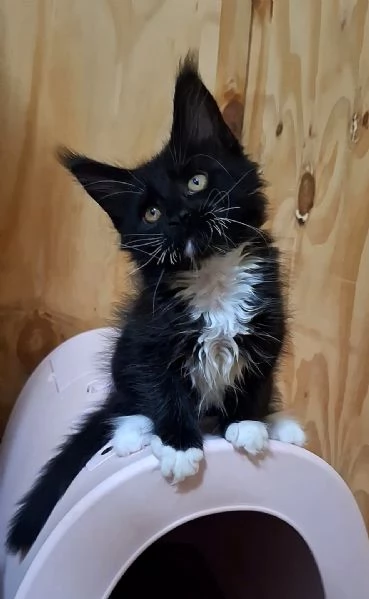 Cuccioli Maine Coon con Pedigree | Foto 3