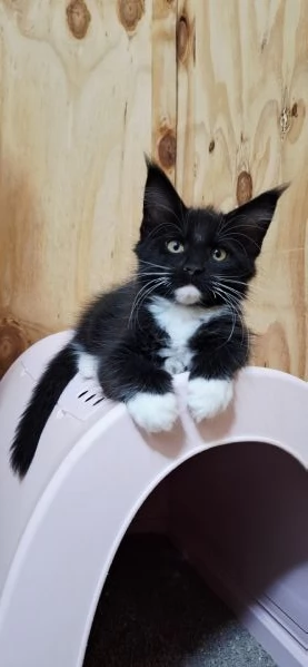 Cuccioli Maine Coon con Pedigree | Foto 2