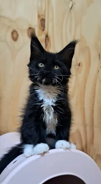 Cuccioli Maine Coon con Pedigree | Foto 1
