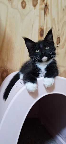 Cuccioli Maine Coon con Pedigree | Foto 0