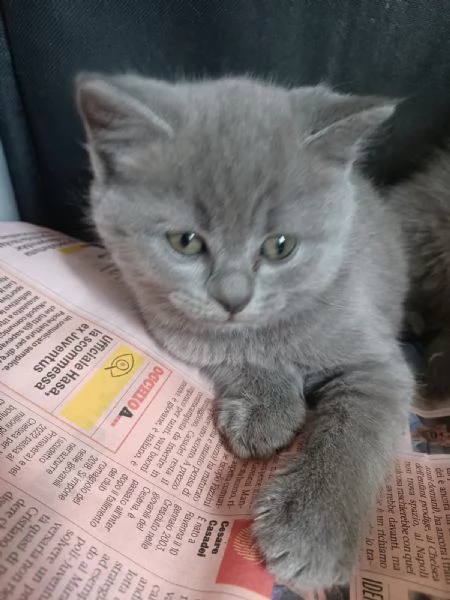 gatti certosini | Foto 1