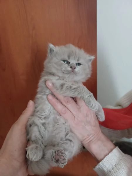 gatti certosini | Foto 0