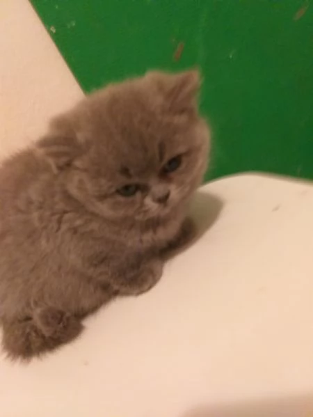 Gatti certosini | Foto 0