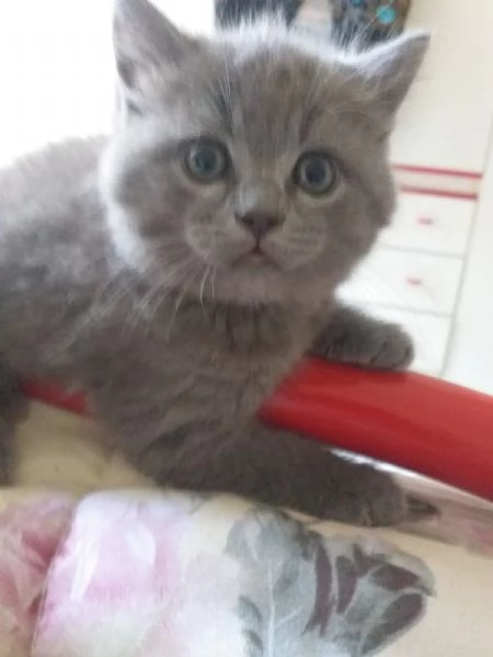 gatti certosini/british