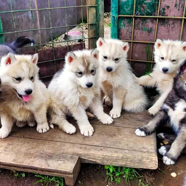 splendidi cuccioli di siberian husky  | Foto 1