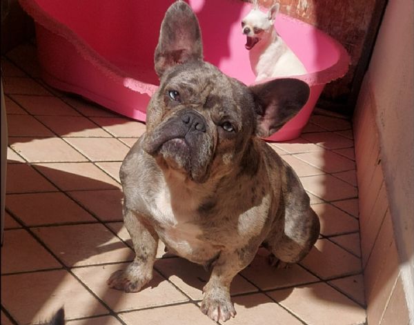bulldog francese fattrice blu merle | Foto 0
