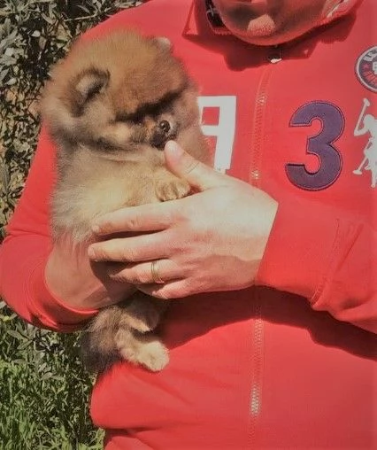 Volpino di Pomerania con PEDIGREE ENCI, linea americana SELEZIONATO.