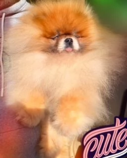 Volpino di Pomerania con PEDIGREE ENCI, linea americana SELEZIONATO. | Foto 1