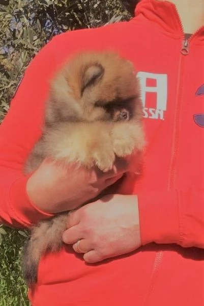 Volpino di Pomerania con PEDIGREE ENCI, linea americana SELEZIONATO. | Foto 0