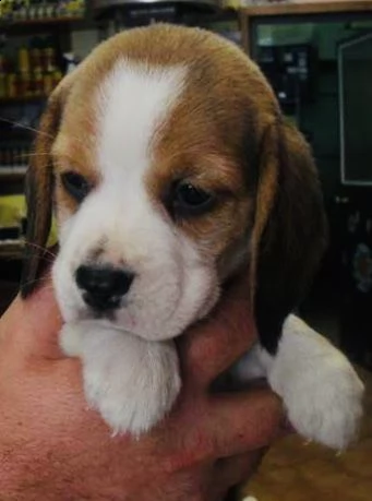 cuccioli di beagle 2 mesi 
