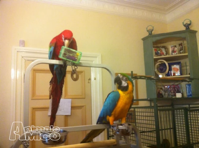  pedigree pappagalli ara arauna maschio e femmina.