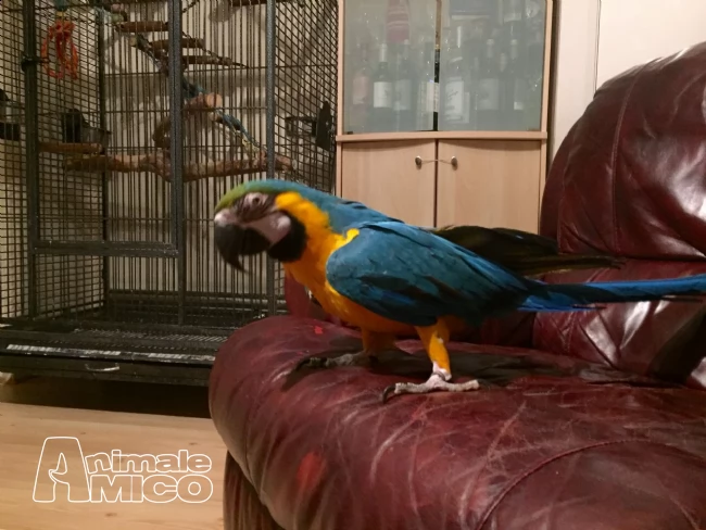 pappagalli allevati a mano meravigliosi
