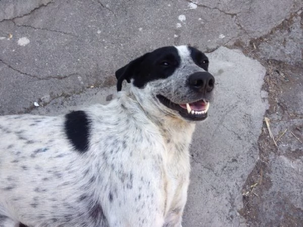 dolce tito in regalo in tutta italia | Foto 1