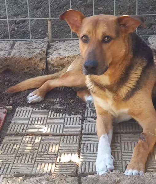 BUNISSIMO FORTUNATO IN REGALO IN TUTTA ITALIA | Foto 2