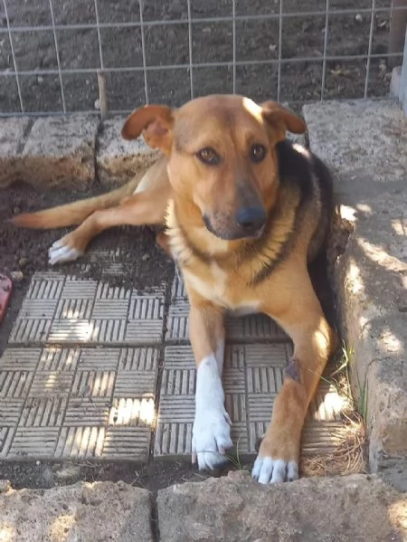 BUNISSIMO FORTUNATO IN REGALO IN TUTTA ITALIA | Foto 1