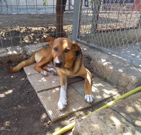 BUNISSIMO FORTUNATO IN REGALO IN TUTTA ITALIA | Foto 0