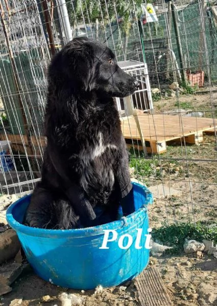 buona poli in regalo in tutta italia | Foto 1